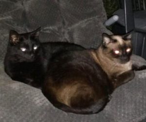 Schnuffel und Sternchen